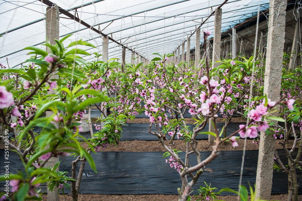 Peach trees blossom in Greenhouse
