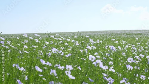 Beautiful landscape of linen field or flax (linum usitatissimum) in the Provance, France.