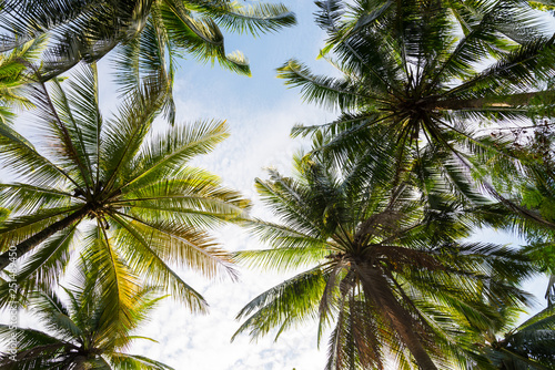 Abstract pattern coconut palm tree leaf background. Art nature pattern background or tropical summer beach holiday vacation traveling  save the earth concept.