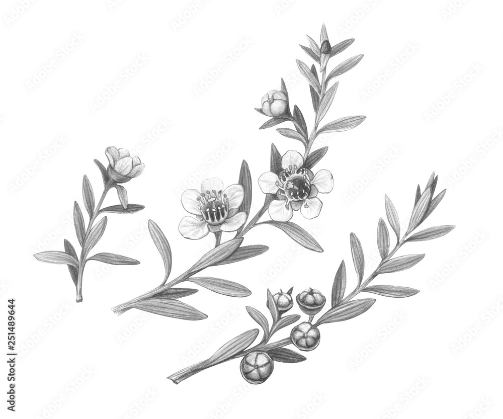 Manuka Plant Flowers, Branches and Fruit Pencil Drawing Isolated on White Manuka Plant Flowers, Branches and Fruit Pencil Drawing Isolated on White