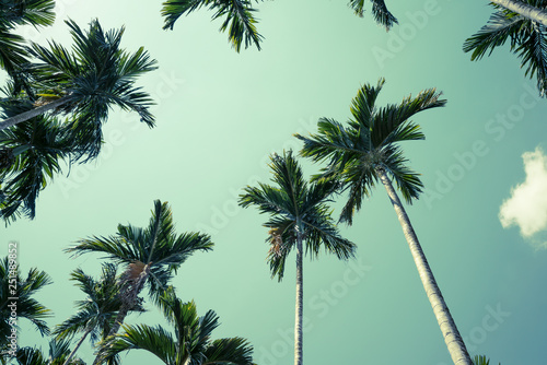 Areca nut or Betel Nuts palm tree with blue sky and clouds background in Thailand. Agriculture plantation or tropical summer beach holiday vacation traveling, resort hotel business concept.