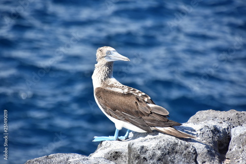 Konstfotografi Blue-footed booby Sula nebouxii standing on a rock by the sea