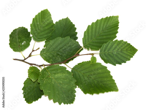 Foto Branch from grey alder tree Alnus incana isolated on white background
