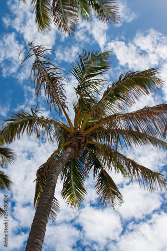 palm tree and blue sky feel summer breezing holiday  Australia