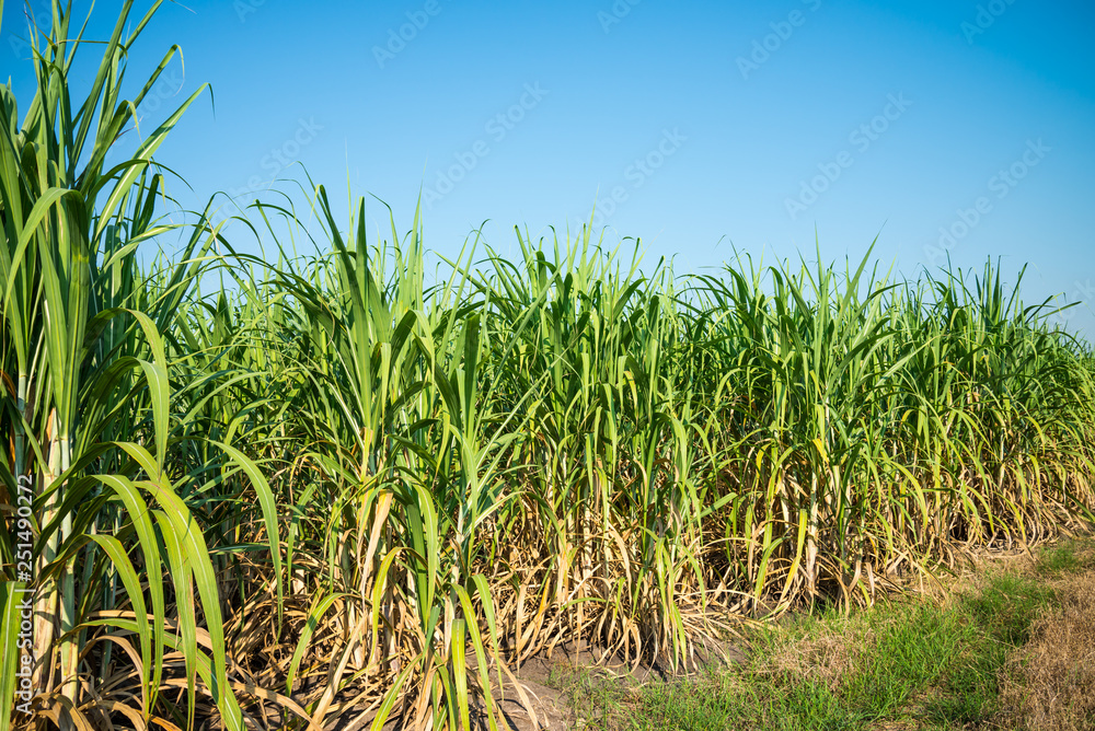 Agriculture sugarcane field farm with blue sky in sunny day background and copy space, Thailand. Sugar cane plant tree in countryside for food industry or renewable bioenergy power. Agriculture sugarcane field farm with blue sky in sunny day background and copy space, Thailand. Sugar cane plant tree in countryside for food industry or renewable bioenergy power.