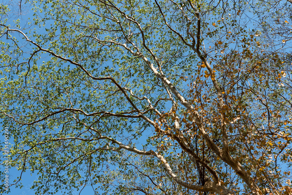 Spring tree in the forest. Spring tree in the forest.