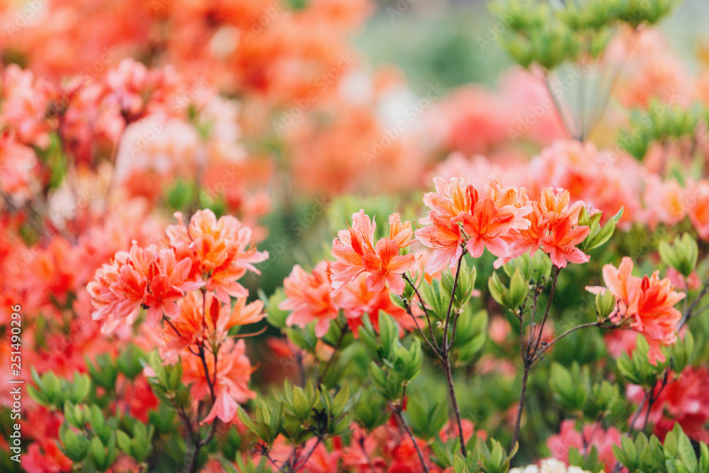 Colorful coral azalea flowers in garden. Blooming bushes of bright azalea  at spring sunlight. Nature, spring flowers background foto de Stock | Adobe  Stock
