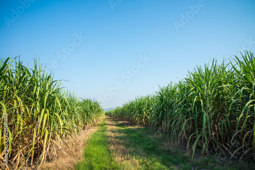 Agriculture sugarcane field farm with blue sky in sunny day background and copy space  Thailand. Sugar cane plant tree in countryside for food industry or renewable bioenergy power.