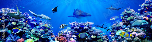 Panorama background of beautiful coral reef with marine tropical fish. Whale shark, Hammerhead shark, Zebra shark and sea turtle visited here