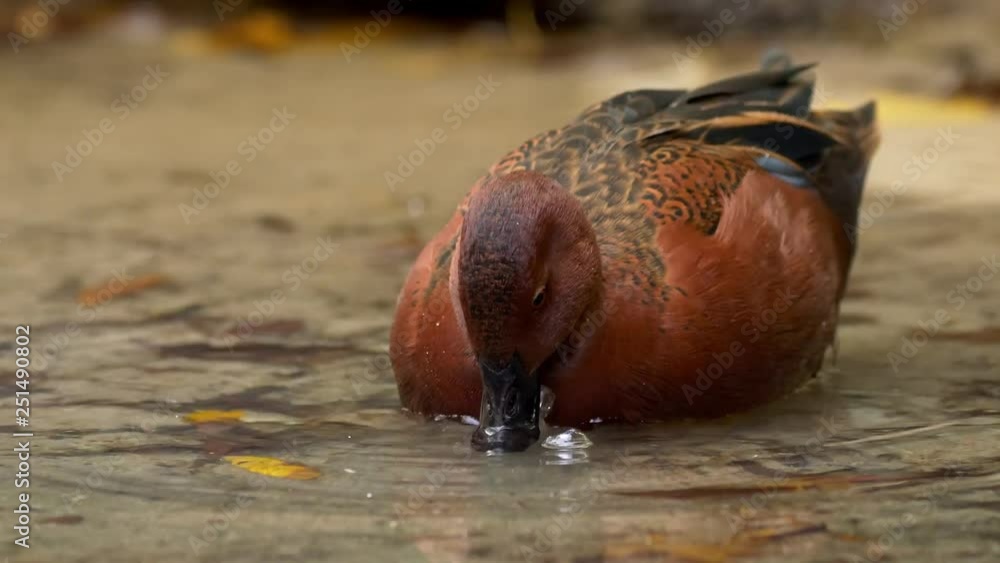 Cinnamon teal (Spatula cyanoptera) foraging for food Cinnamon teal (Spatula cyanoptera) foraging for food