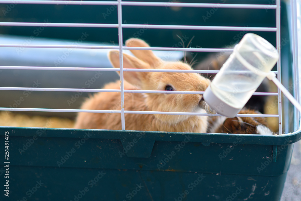 Rabbits drinking water from feeding water bottle.The bunnies inside