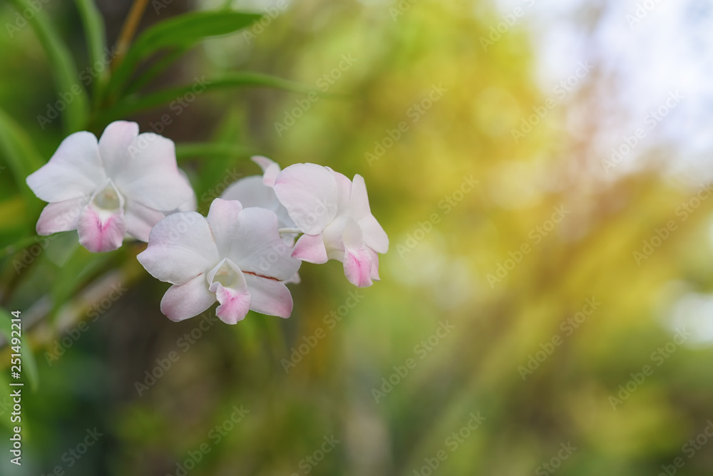 Obraz premium Pink orchids that can be seen in Thailand with bokeh as a beautiful background.