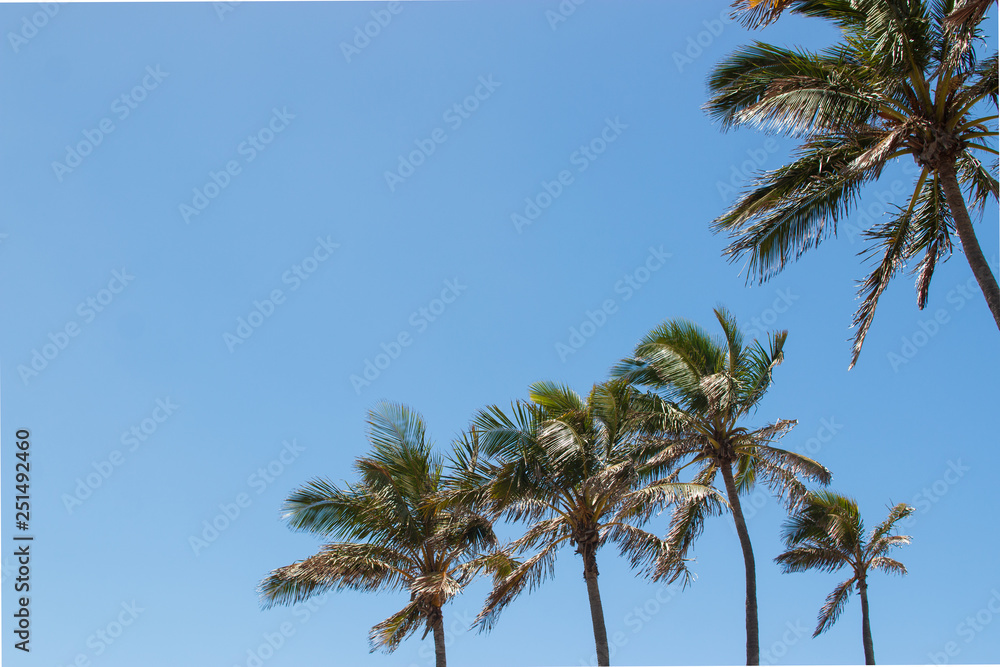 palm trees and blue sky copy space palm trees and blue sky copy space