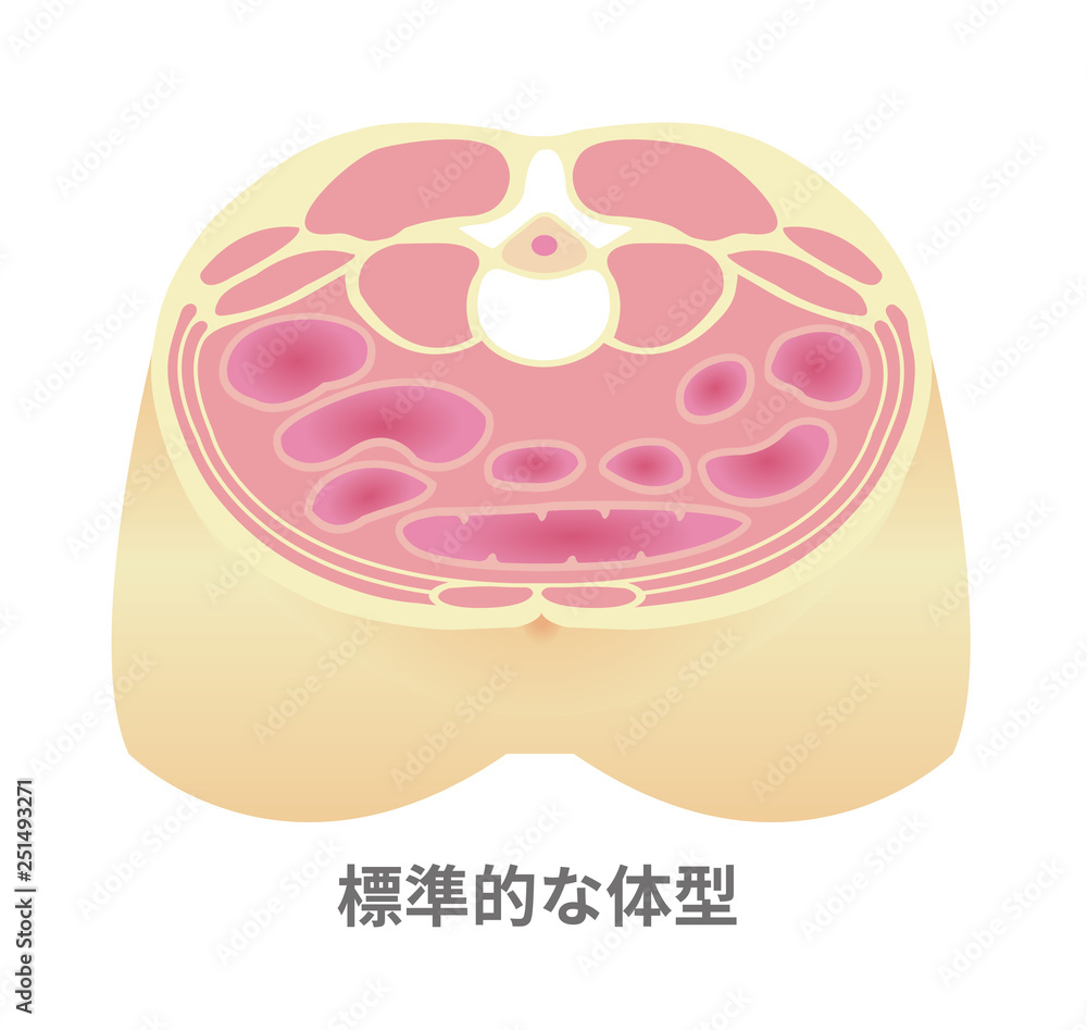 腹部断面図イラスト 標準的な体型 Stock Vector Adobe Stock