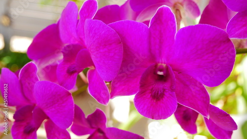 ORCHID FLOWER  photo