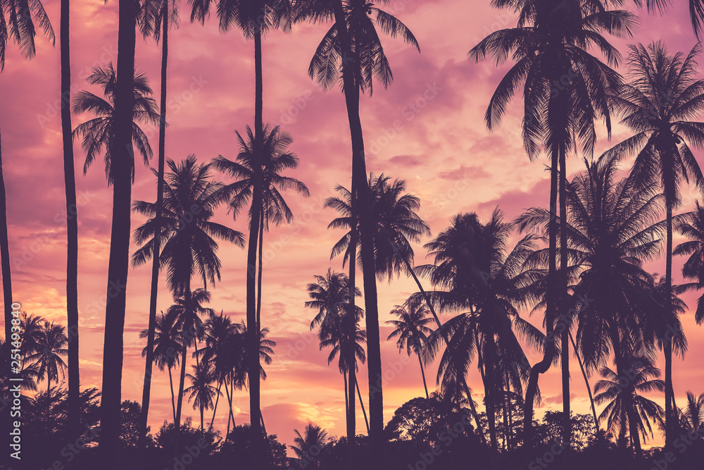 Obraz premium Copy space of tropical palm tree with sun light on sky background.
