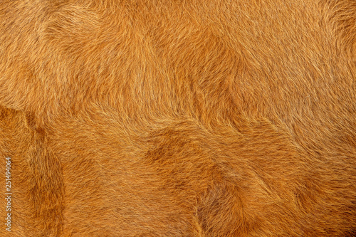 Cow fur or hair, brown and golden