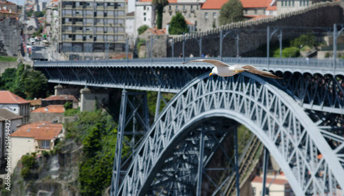 seagull flying in front of dom luis I bridge in porto