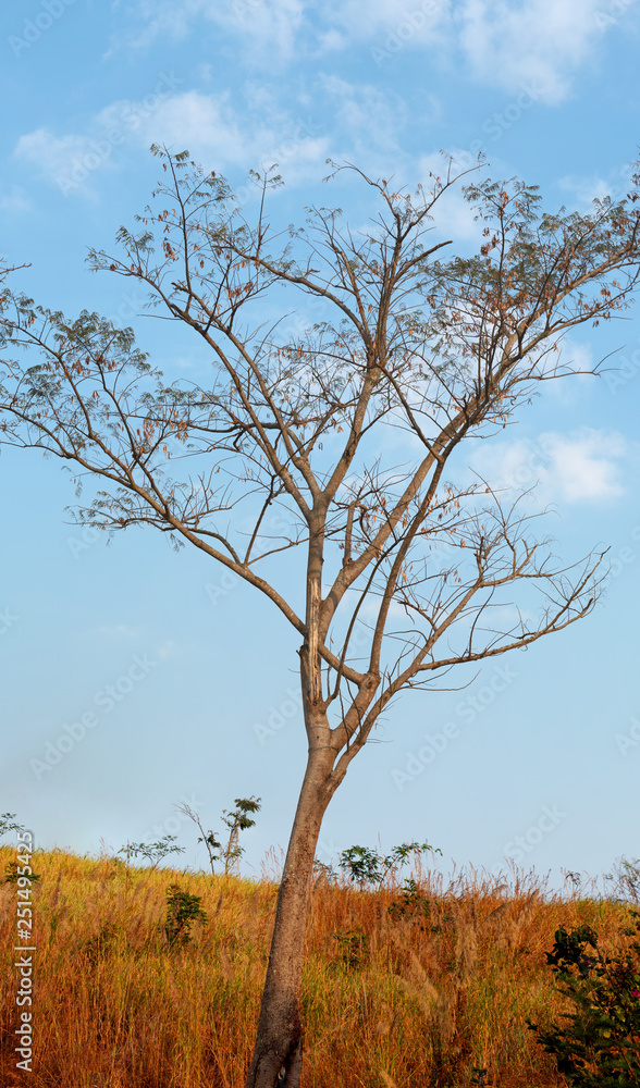 Vertical Panoramic View of Big Tree and Meadow with Blue Sky and Cloud