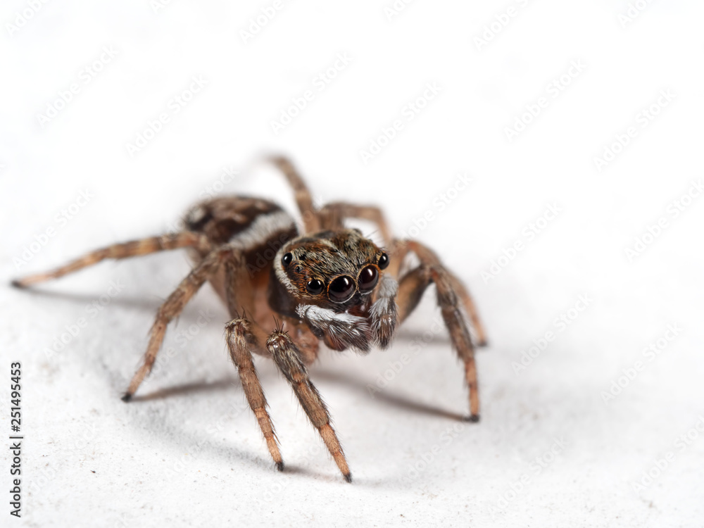 Macro Photo of Jumping Spider Isolated on White Floor Macro Photo of Jumping Spider Isolated on White Floor