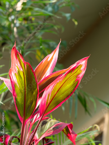 Close up Beautiful Leaves of Cordyline fruticosa Tree Isolated on Nature Background, Selective Focus