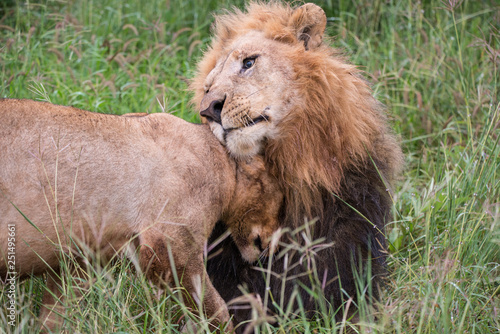 Lion Father Loving His Cub
