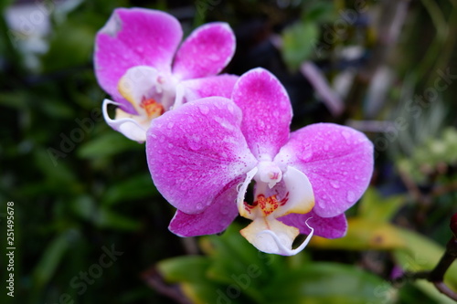 purple orchid flower