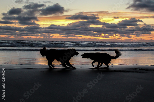 Dog's Playing on Beach © John