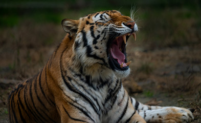 Tableau sur verre  Tiger roaring.   © sammy