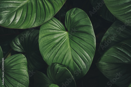 Close up tropical nature green leaf caladium texture background. photo