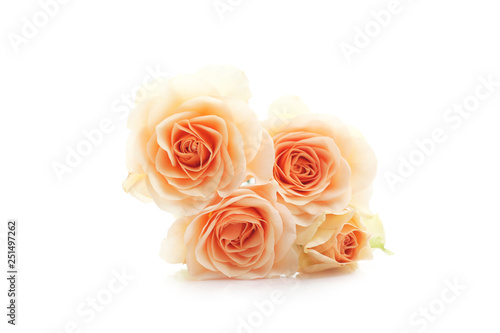 floral background of orange roses