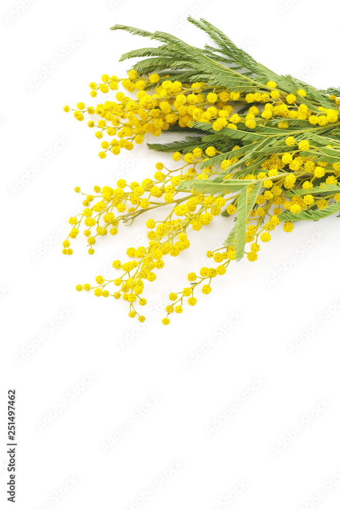 Fototapeta premium yellow flowers of mimosa on a white background