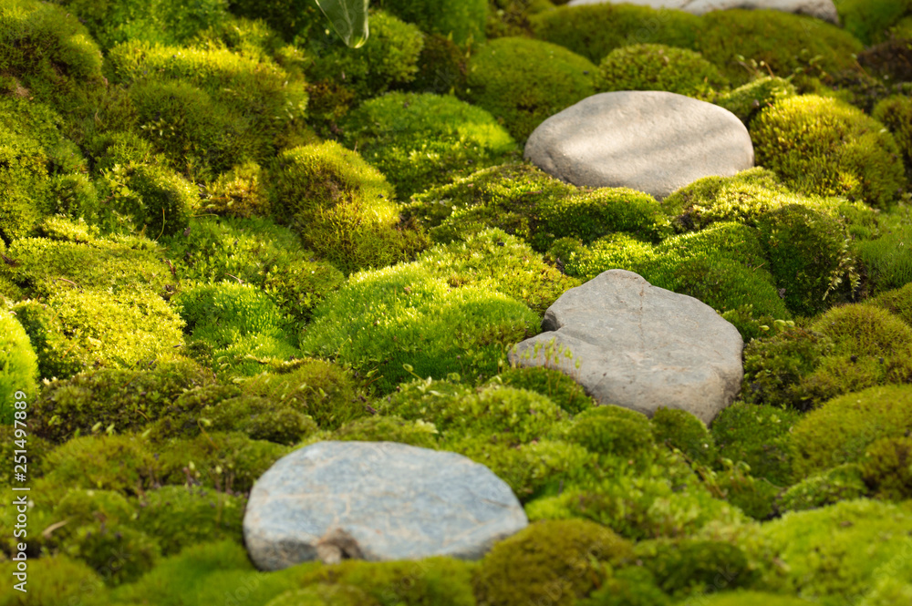 和の自然苔庭stock Photo Adobe Stock