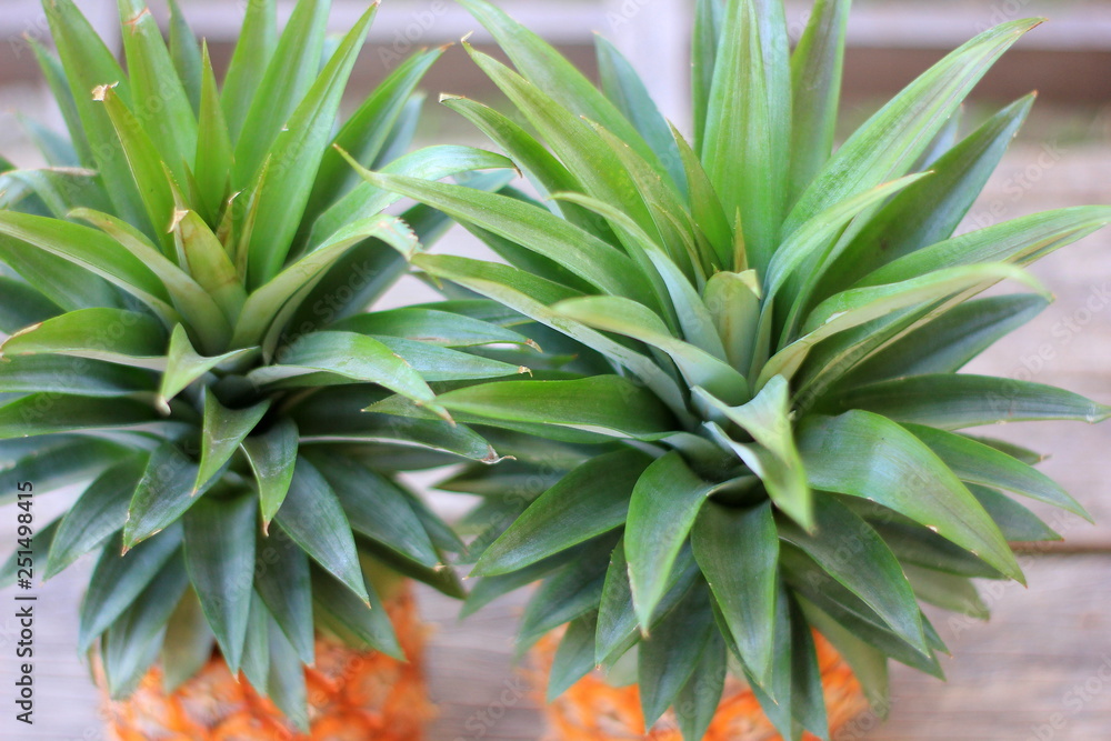 Fototapeta premium Pineapple and green background.