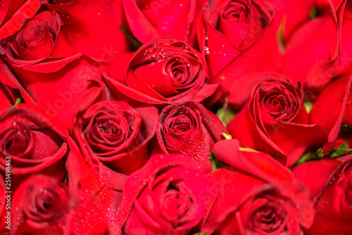 Beautiful  Bright Red Roses  Valentine s Day Valentine s Flower Delivery Concept