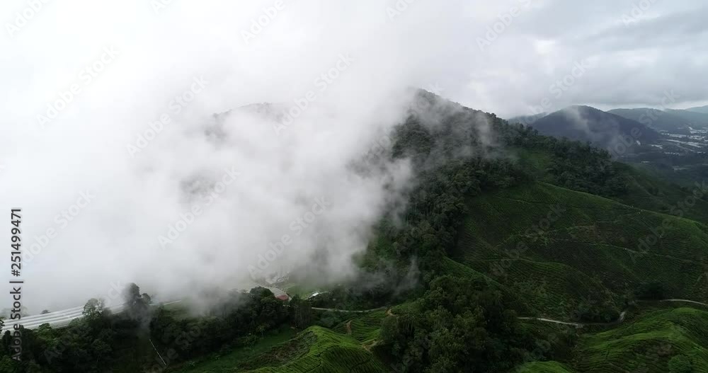 4k Aerial view of beautiful landscape at tea plantation. Cameron Highlands, Malaysia 4k Aerial view of beautiful landscape at tea plantation. Cameron Highlands, Malaysia