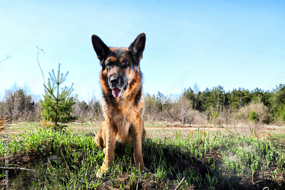 Dog German Shepherd outdoors in a summer Dog German Shepherd outdoors in a summer
