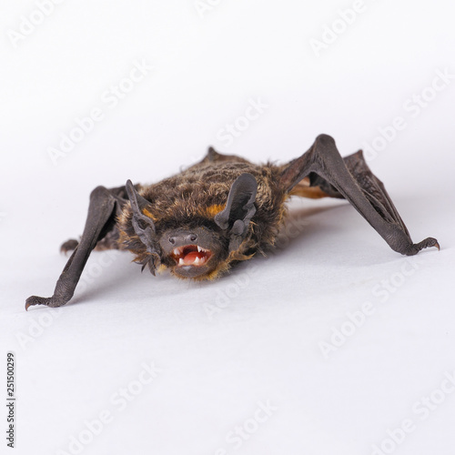 Fototapeta Naklejka Na Ścianę i Meble -  Animal little brown bat. Isolated on white. 