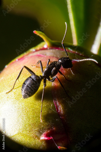 big black ant © aleksa3136