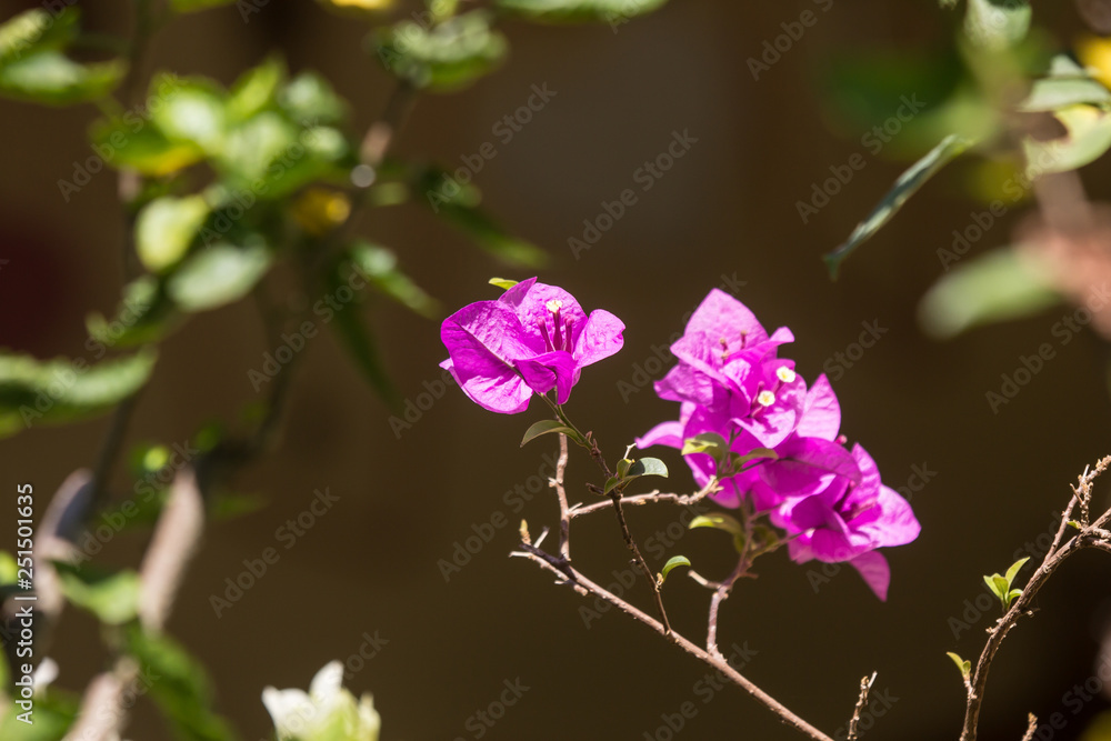 Pink Bougainvillea flower in dark background Pink Bougainvillea flower in dark background