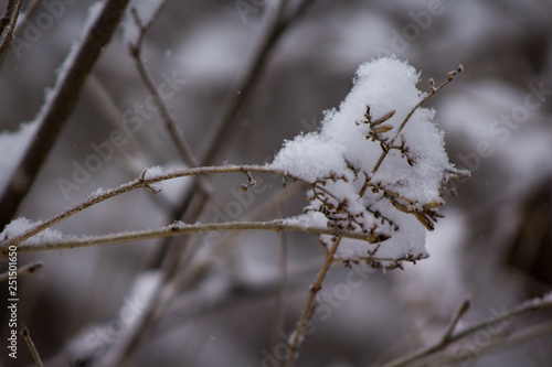 Snowcapped