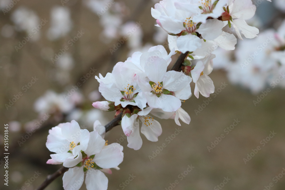 Naklejka premium Sakura