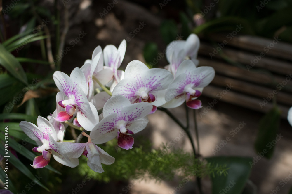 Orchids Orchids