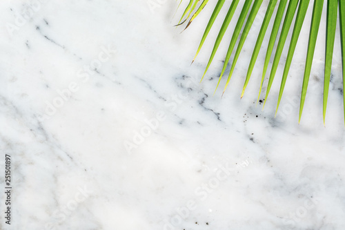 Green palm leaf on nature white marble pattern texture abstract background.