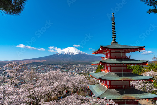 Mount Fuji viewed from behind Chureito Pagoda in full bloom cherry blossoms springtime sunny day in clear blue sky natural background. Arakurayama Sengen Park  Fujiyoshida  Yamanashi Prefecture  Japan