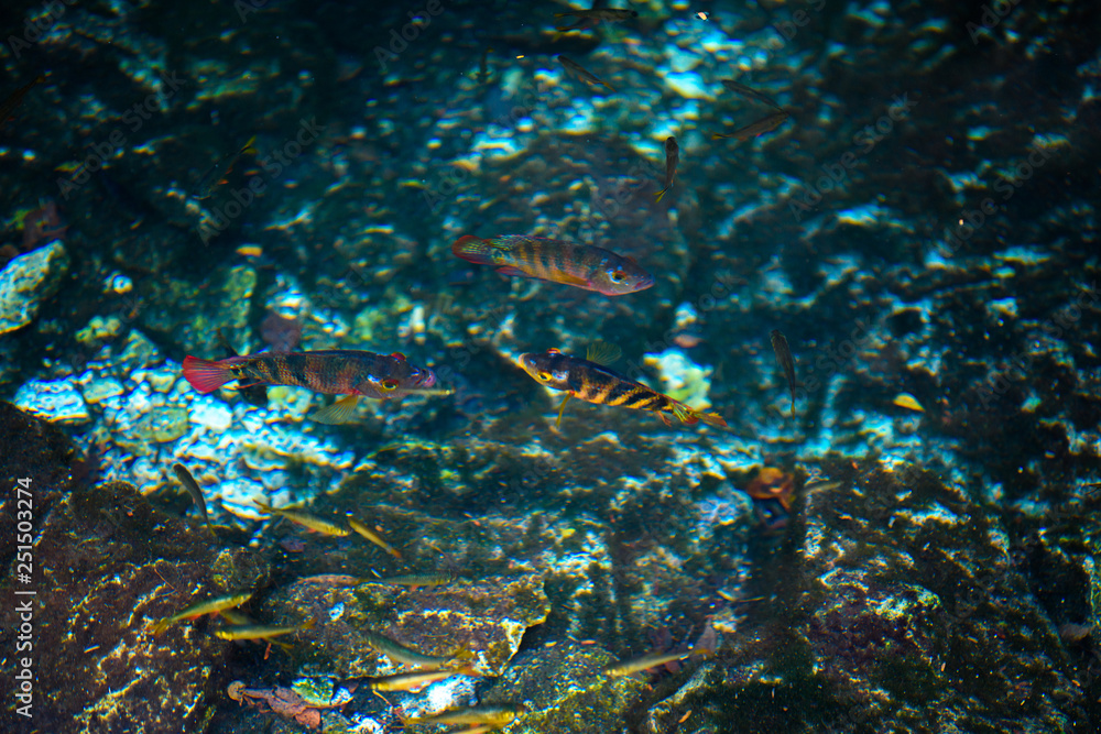 Fototapeta premium Cenote Dos Ojos with clear blue water