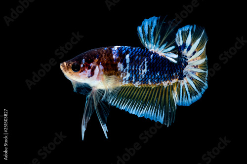 Betta fish Fight in the aquarium photo