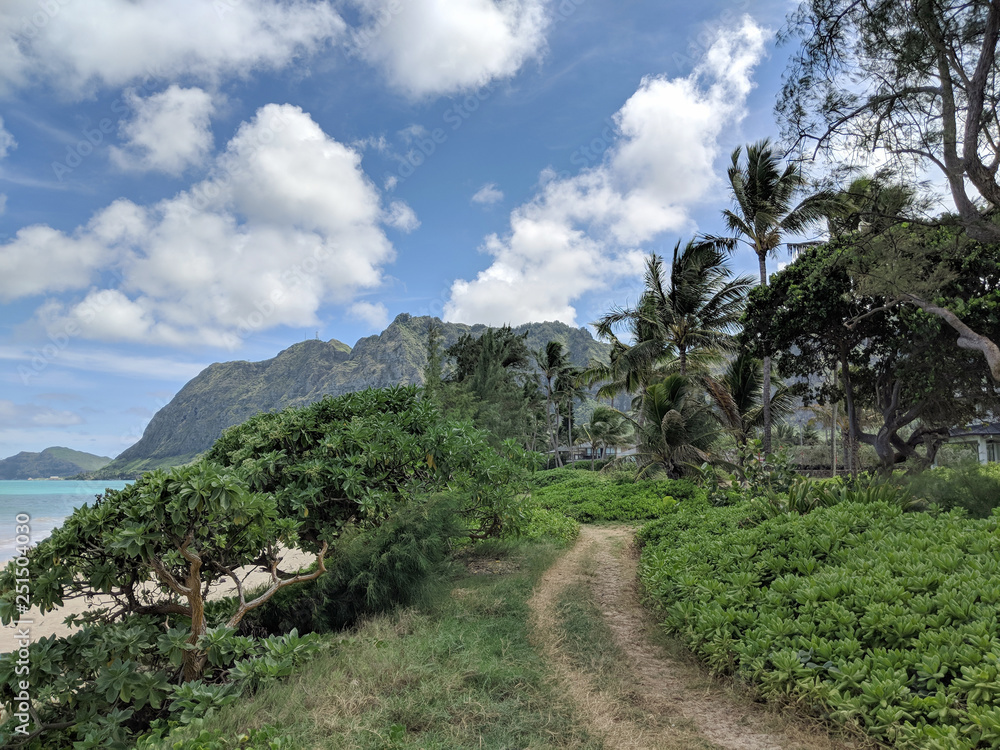 Sand Pathway leading by beach surrounded by grass, plant, and trees Sand Pathway leading by beach surrounded by grass, plant, and trees