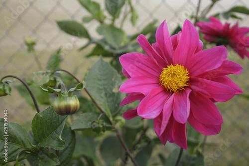 flor1