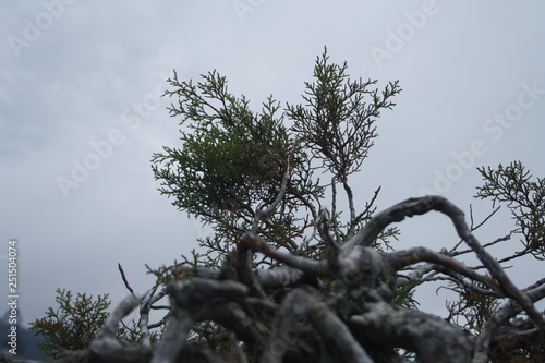 arbol